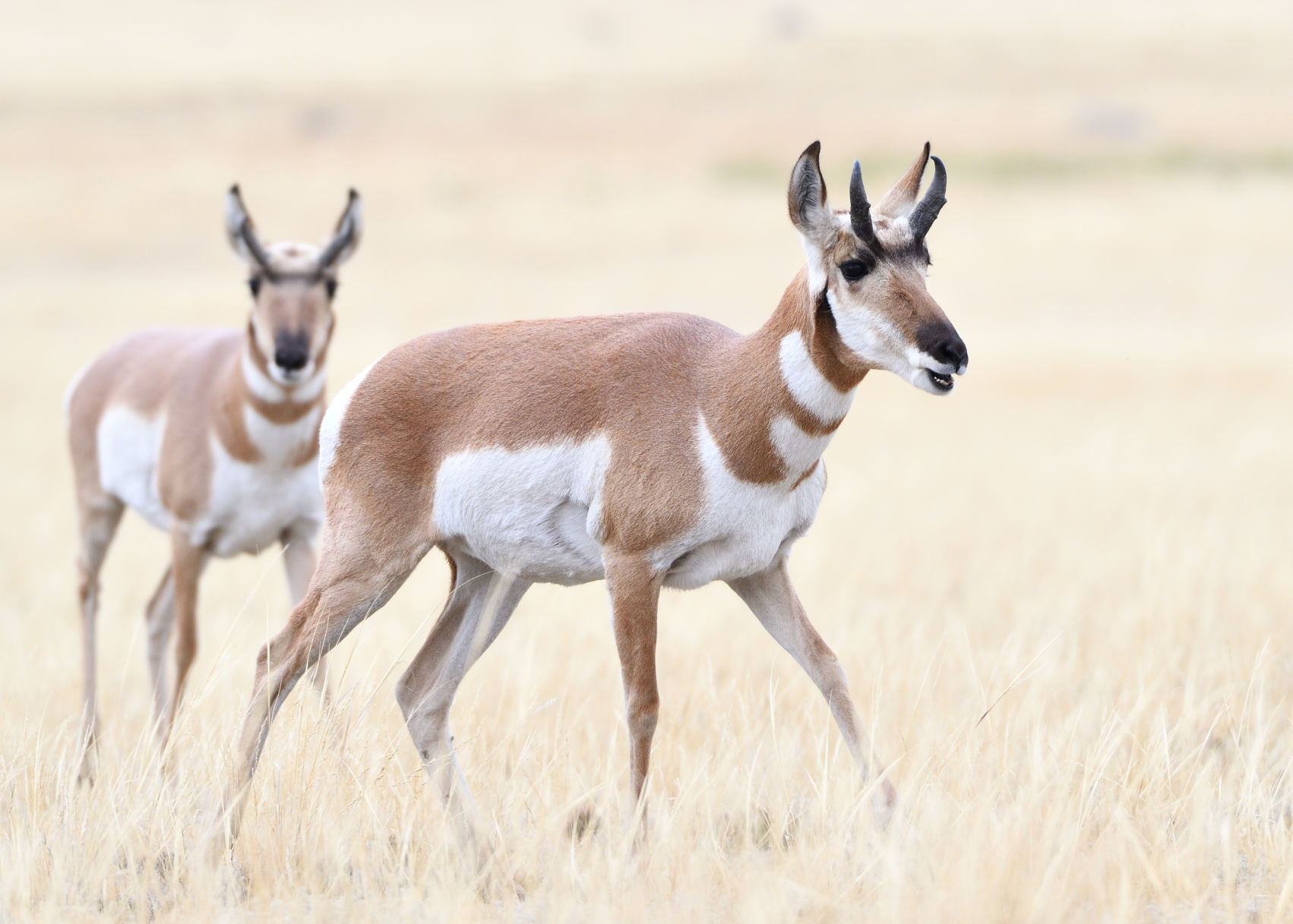 Ungulates